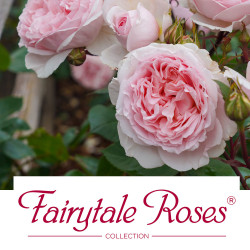 Fairytale Roses® Collection